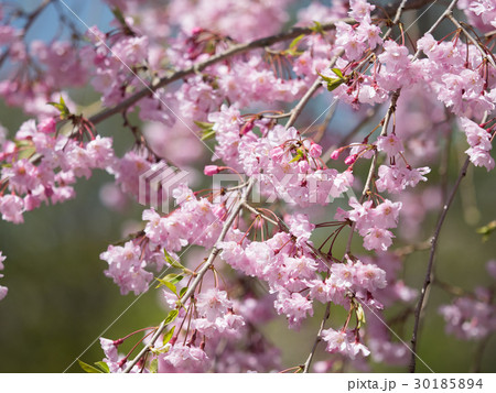 しだれ桜 30185894