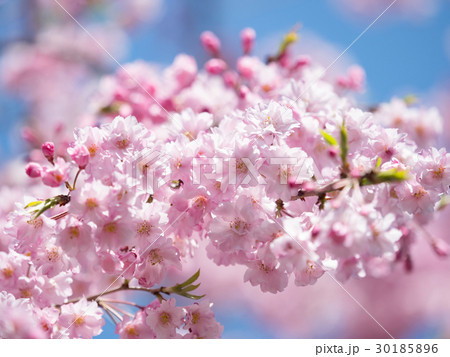 しだれ桜 30185896