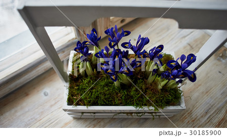 Blue irises in a box with handle, stand on the Blue irises in a box with handle, stand on the 30185900