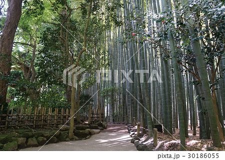 鎌倉市 報国寺 竹林 鎌倉市 報国寺 竹林 30186055