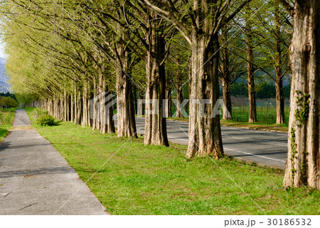 メタセコイアの並木道 30186532