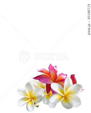 プルメリア ハワイイメージ 癒しのイラスト素材