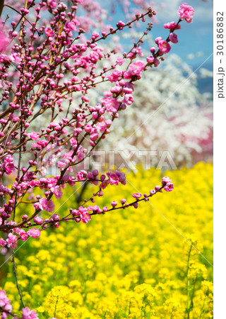 桃花と菜の花 桃花と菜の花 30186882