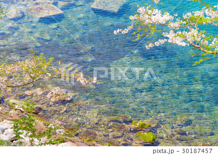 青い海と桜 青い海と桜 30187457