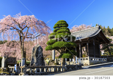 光前寺　桜　水仙 30187503