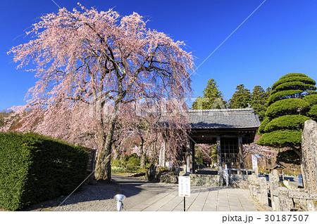 光前寺　桜　水仙 30187507
