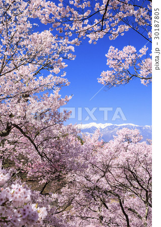 高遠城址公園 高遠城址公園 30187805