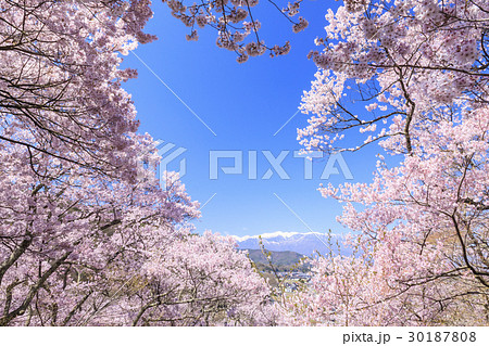 高遠城址公園 高遠城址公園 30187808