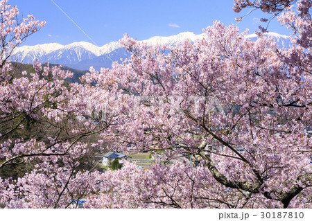 高遠城址公園 高遠城址公園 30187810