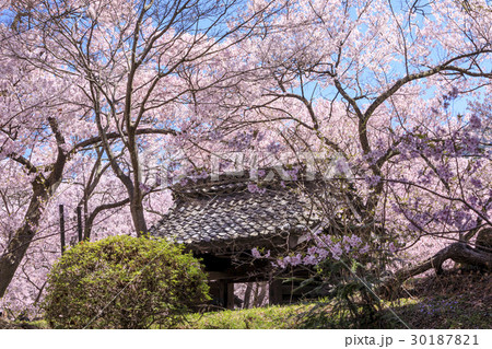 高遠城址公園 30187821