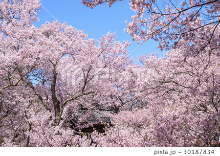 高遠城址公園 30187834