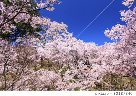 高遠城址公園 高遠城址公園 30187840