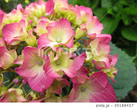 景色 風景 台湾 30188437