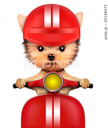 Adorable puppy sitting on a motorbike Adorable puppy sitting on a motorbike 30188472