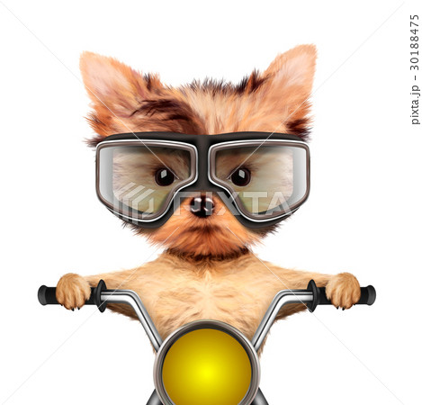Funny biker dog sitting on a chopper. 30188475