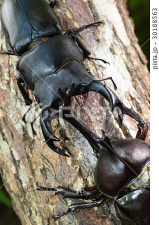 国産オオクワガタvs国産カブトムシの森林の樹木の上でのバトルの写真素材
