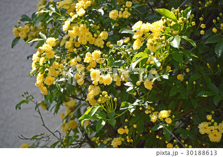 モッコウバラ(木香薔薇) モッコウバラ(木香薔薇) 30188613