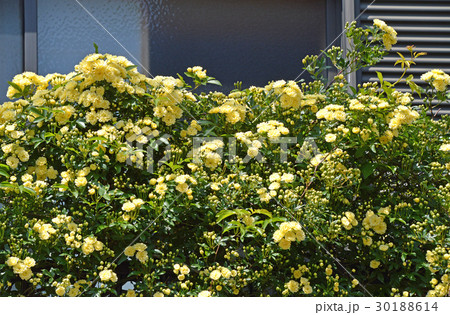 モッコウバラ（木香薔薇） 30188614