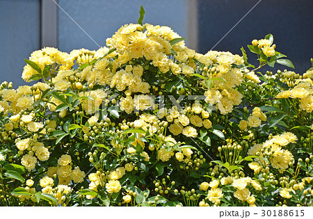 モッコウバラ（木香薔薇） 30188615