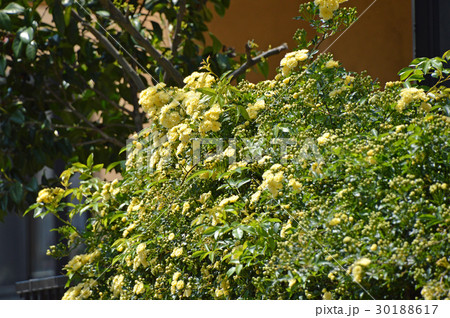 モッコウバラ(木香薔薇) モッコウバラ(木香薔薇) 30188617