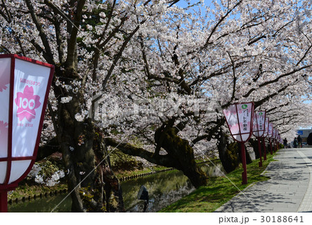 弘前城桜まつり 外堀 弘前城桜まつり 外堀 30188641