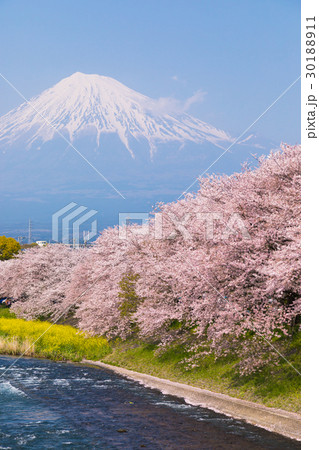 富士山　潤井川　桜 30188911