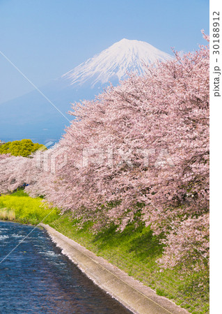 富士山　潤井川　桜 30188912