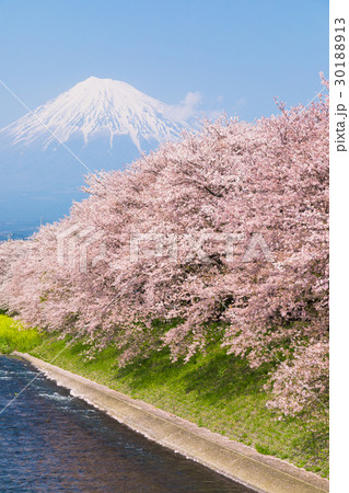 富士山　潤井川　桜 30188913