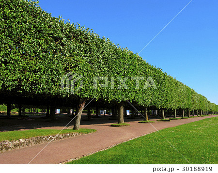 Regular park, alley Regular park, alley 30188919