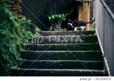 猫 ねこ ネコ 30189020