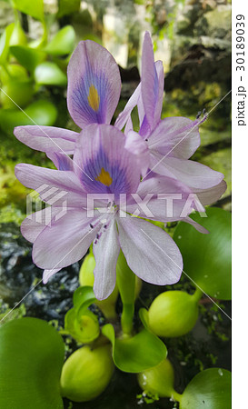 景色 風景 台湾 30189039