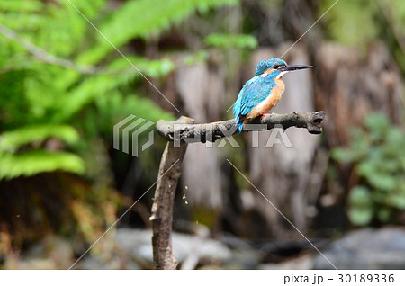 カワセミ(オス)（根川緑道･立川公園／東京都立川市） 30189336
