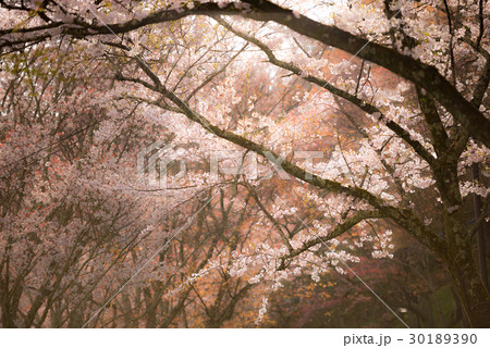 吉野の桜 30189390