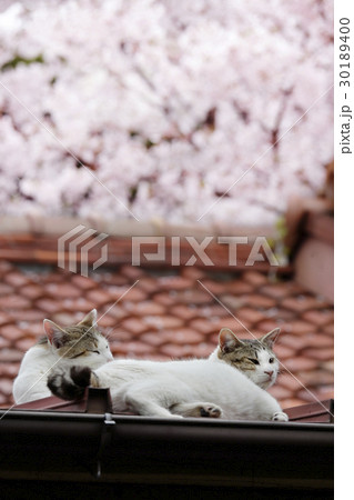 満開の桜と屋根の上の猫たち 30189400