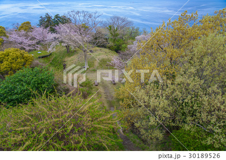 静岡県沼津市 井田松江古墳群 いたすんごうこふんぐん 桜の季節の写真素材