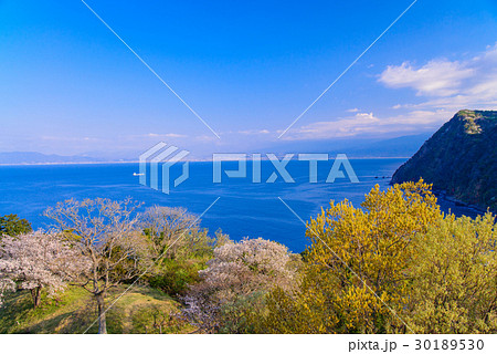 静岡県沼津市 井田松江古墳群 いたすんごうこふんぐん 桜の季節の写真素材