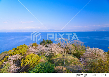 静岡県沼津市 井田松江古墳群 いたすんごうこふんぐん 桜の季節の写真素材