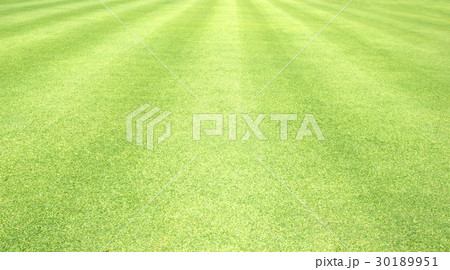 grass background Golf Courses green lawn grass background Golf Courses green lawn 30189951