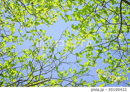 輝くハナミズキの若葉３ 30190422