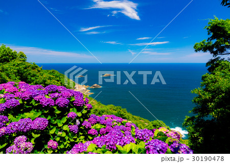 アジサイ 桃源郷岬 アジサイ 桃源郷岬 30190478