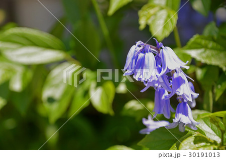 シラー・カンパニュラタ シラー・カンパニュラタ 30191013