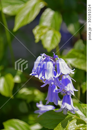 シラー・カンパニュラタ 30191014