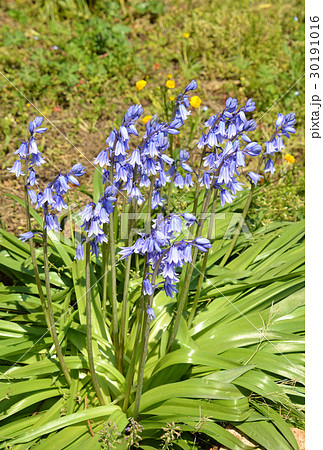 シラー カンパニュラタの写真素材