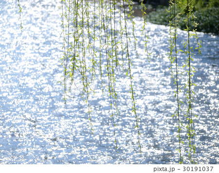 白川の風景 30191037
