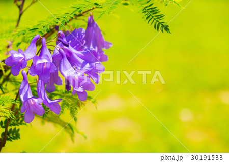 ジャカランダ ジャカランダ 30191533
