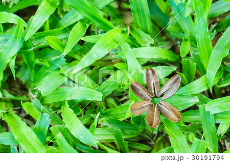 Close up of ruff on artificial grass  30191794