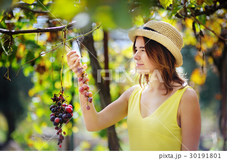 Young beautiful girl picking mellow grape in sunny day in Italy Young beautiful girl picking mellow grape in sunny day in Italy 30191801