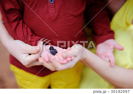 Female and her helper working in olive grove Female and her helper working in olive grove 30192097