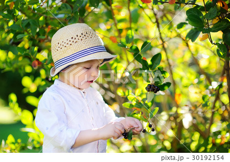 Cute toddler boy picking black currants in garden Cute toddler boy picking black currants in garden 30192154