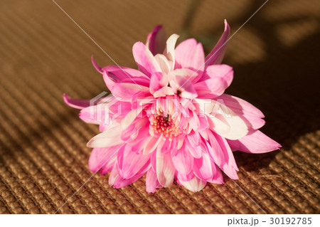 Flowers lay on the sofa with the late afternoon Flowers lay on the sofa with the late afternoon 30192785